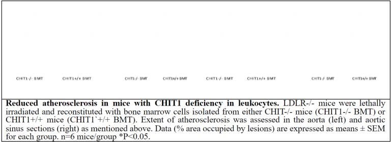 chitinase