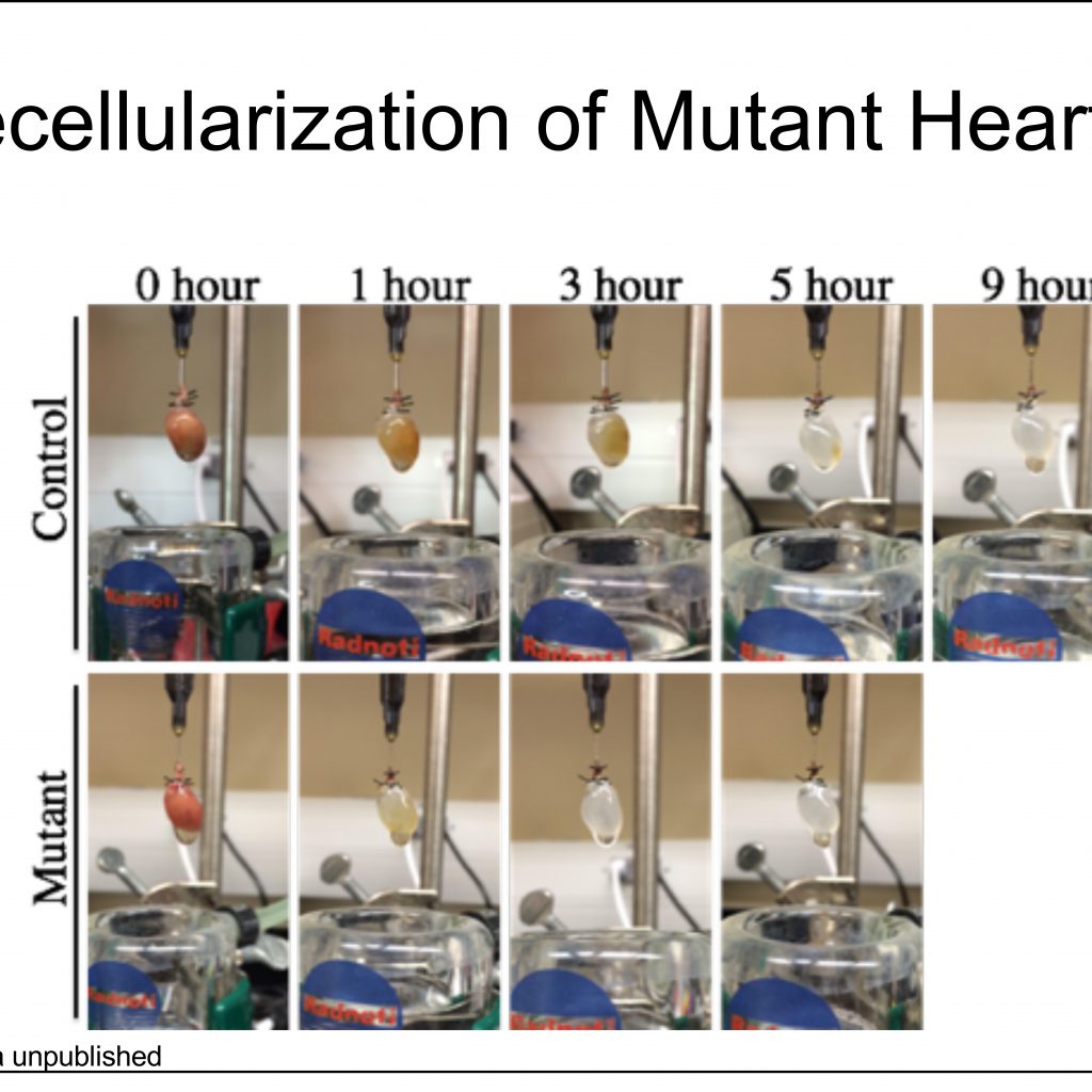 mutant heart