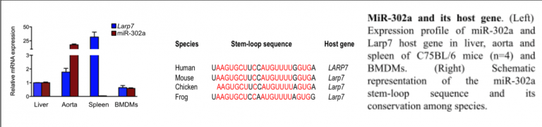 micro rna